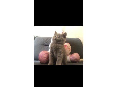 Son kaliteli dişi scottish fold yavrum çok uyguna
