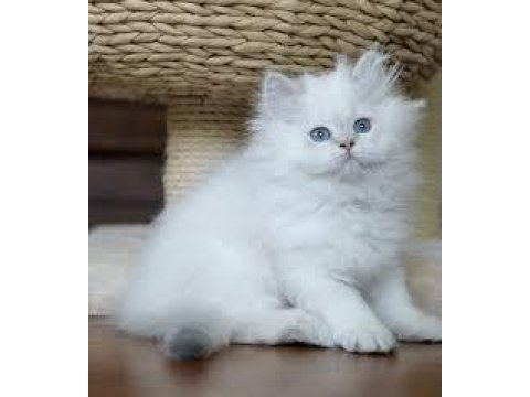 Britsh longhair kedimiz