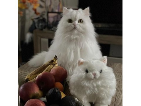 Safkan iran chinchilla kedime dişi eş arıyoruz