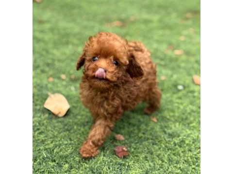 Toypoodle minik yavrularımız 