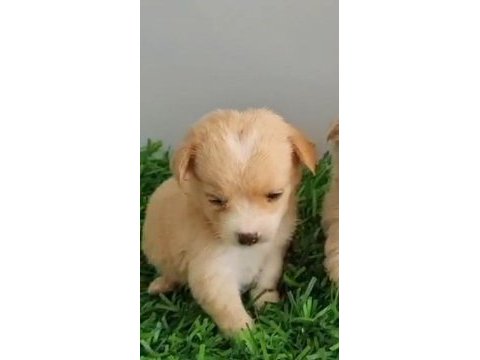 Maltipoo yavru
