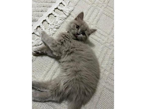 Kedimiz yuva arıyor