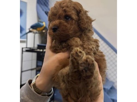 Toy poodle yavru