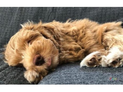 Orjinal teacup maltipoo yavrular