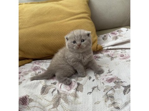 Kaliteli british shorthair bebekler