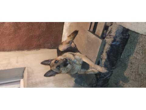 Ücretsiz sahiplendirme alman kurdu açıklama okuyunuz