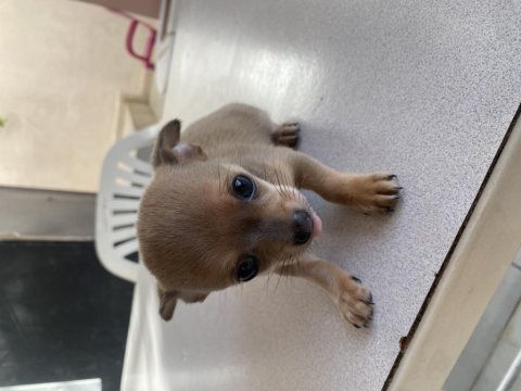 Chihuahua yavru erkek köpeğimiz