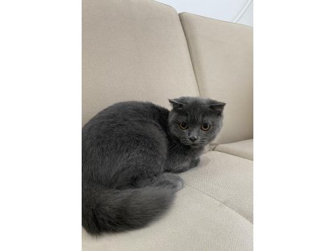 Anne altından çok uygun scottish fold yavru