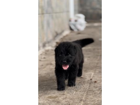 2 aylık black solid alman kurdu