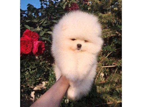 Petmode köpek çiftliğinden pomeranian yavrular