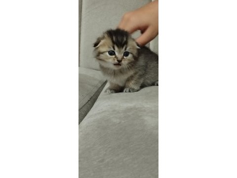 Minik scottish fold yavrularımıza ömürlük yuva arıyoruz