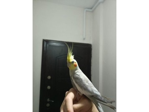 Erkek sultan papağanı