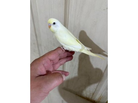 30 günlük cremio dişi bebek muhabbet kuşu
