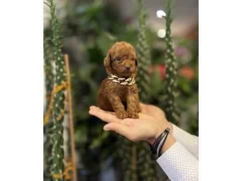 Tedi surat kore 585 gr oyuncak kaniş