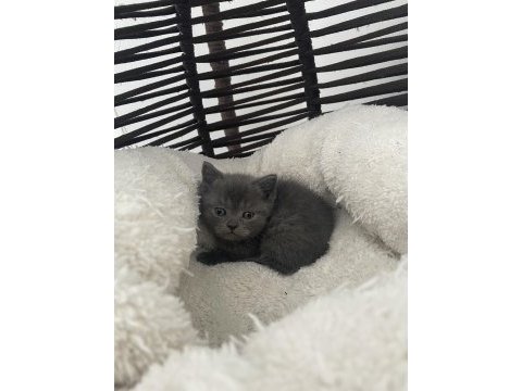 British shorthair gri safkan yavru