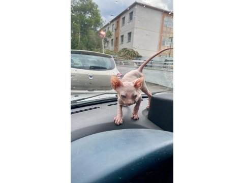 Safkan kusursuz sfenks bebekler