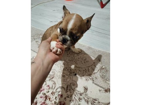 Chocolate merle fransız bulldog