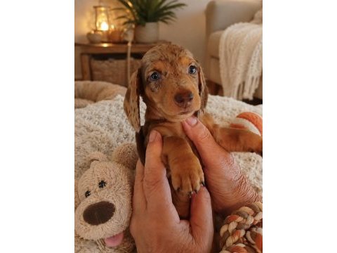 Dişi nadir renk merle dachshund yavrumuz