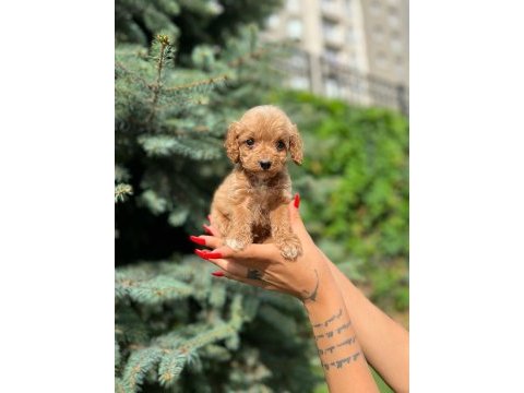 Ben maltipoo chek benimle tanışmadın mı hala