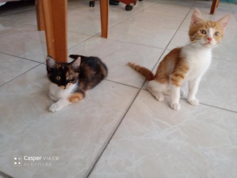 Baba britsih anne ankara kedisi