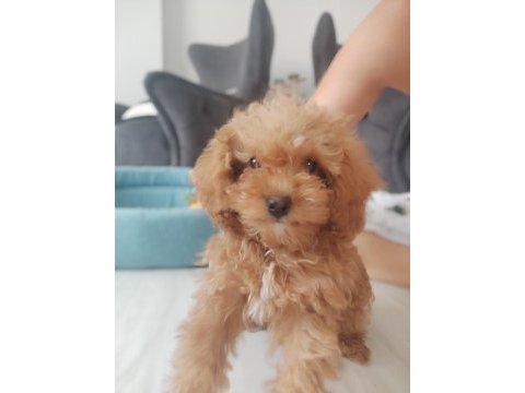 Uysal sevgi dolu ped eğitimli poodle