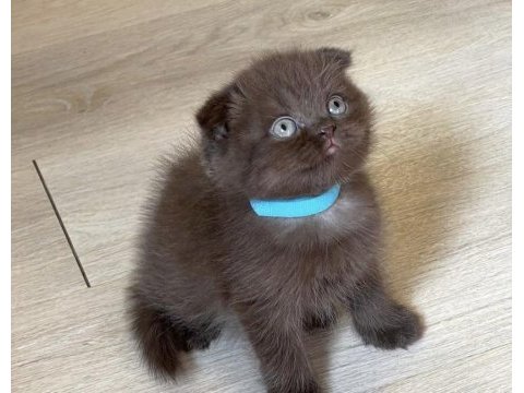 Cinnamon scottish fold yavrularımız 
