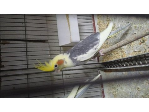 Evcil uysal ele alışık papağanlar