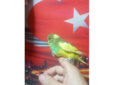 Sağlıklı muhabbet kuşu yavrular