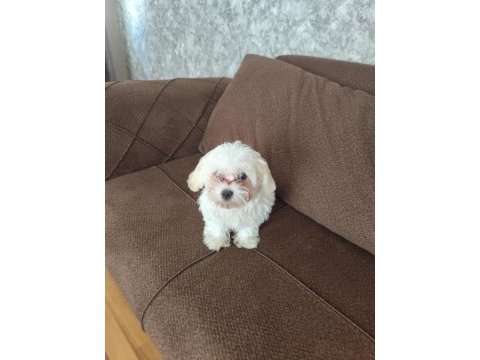 Maltipoo köpeğimiz