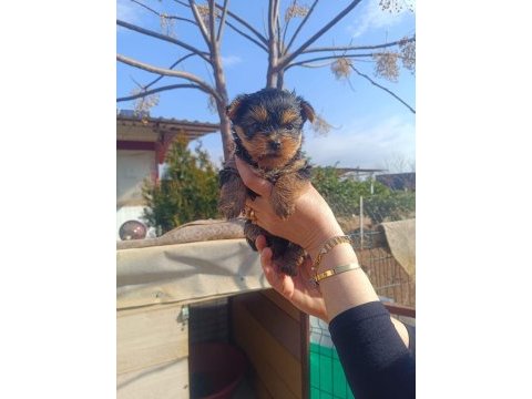 (yorki) yorkshire