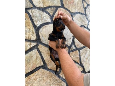 Estetikli ve estetiksiz doberman yavrular