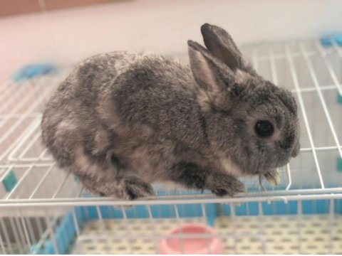 Hollanda cüce erkek damızlık chinchilla renk tavşan