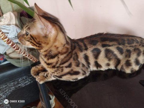 Safkan erkek bengal yavruları
