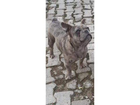 Blue merle erkek merle dişi french bulldog