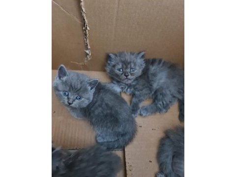 British shorthair ve longhair bebekler