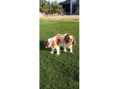 Orijinal cavalier king charles yavrular