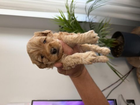 Maltipoo bebekler anne altı rezerve