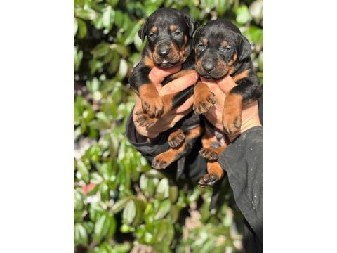 Safkan king doberman yavrularım