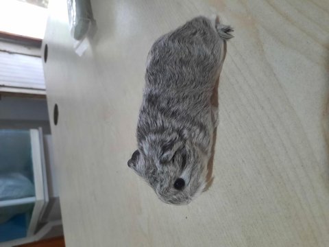 Sheltie ginepig yavrumuz