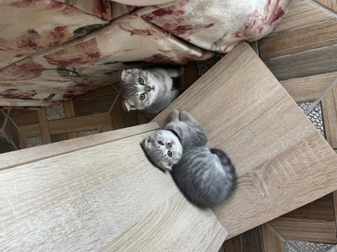 Scottish fold british shorthair yavrular
