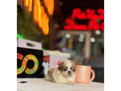 Shih tzu yavrular