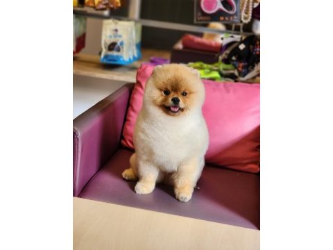 Pomeranian boo erkek teddy bear