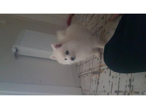 Pomeranian spitz yavrumuz