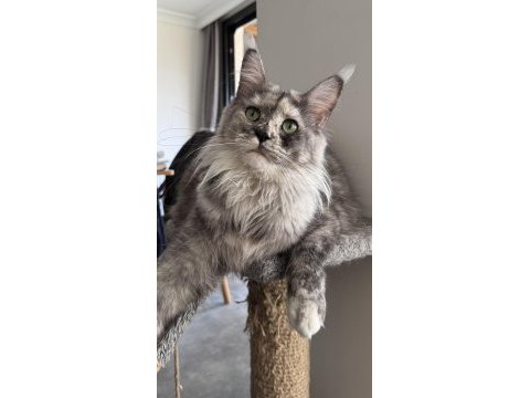 Full şecereli mükemmel profilde dev maine coon yavruları