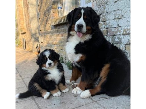 Bernese yavrular