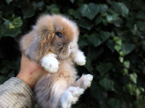 Renk renk hollanda lop tavşanları