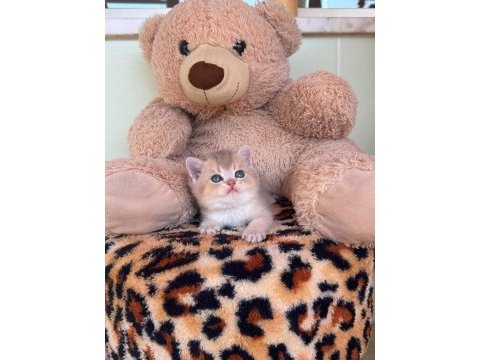 Safkan british shorthair erkek bebekler