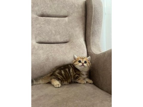 Özel yavru british shorthair arayanlara