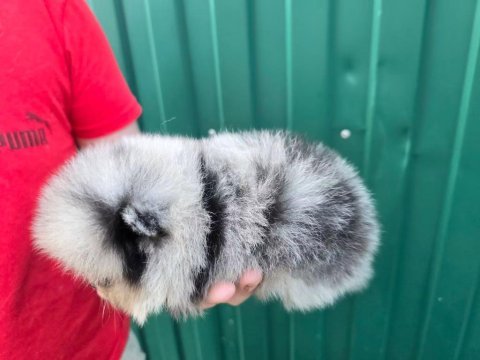 Şampiyon kan hattı pomeranian şecereli