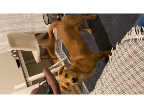 1 yaşında çipli aşılı erkek labrador